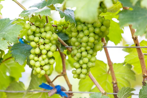 Ramo de uvas jovens — Fotografia de Stock