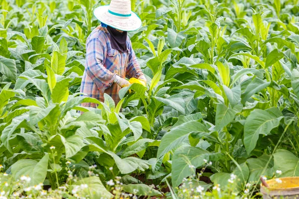 Thai woman put Insecticide and fertilizer — Stock Photo, Image