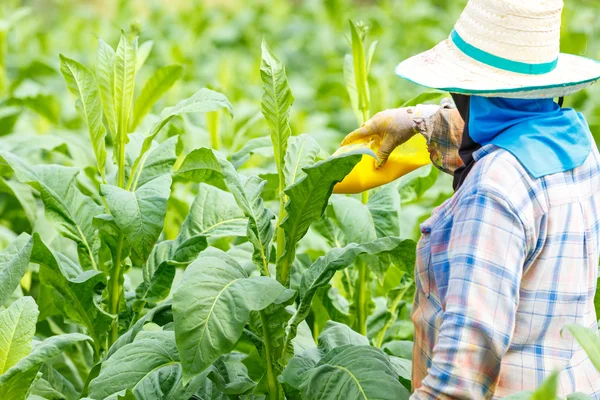 Mulher tailandesa colocar inseticida e fertilizante — Fotografia de Stock