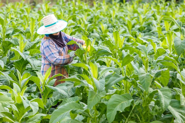 Mujer tailandesa poner insecticida y fertilizante —  Fotos de Stock