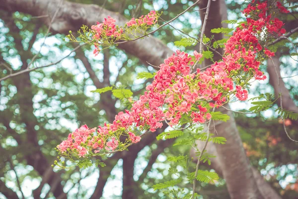 Caesalpinia pulcherrima flower — Stock Photo, Image