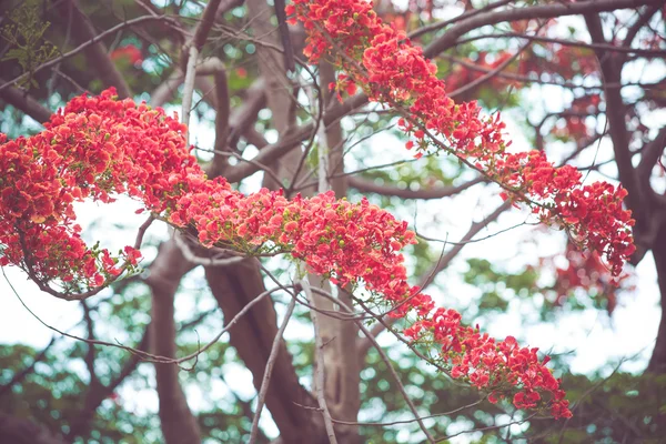 Caesalpinia pulcherrima flower — Stock Photo, Image