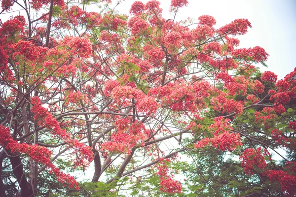 Caesalpinia pulcherrima flower — Stock Photo, Image