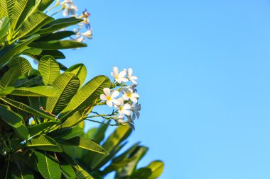 güzel plumeria çiçek 