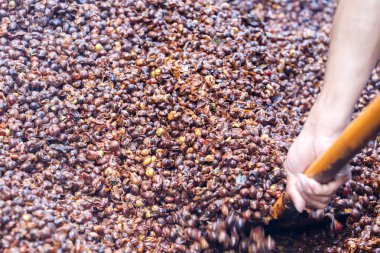 Kahve çekirdeği kabuğu