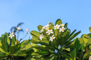 güzel plumeria çiçek 