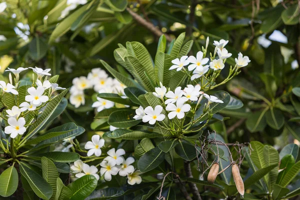 Bela flor de plumeria — Fotografia de Stock