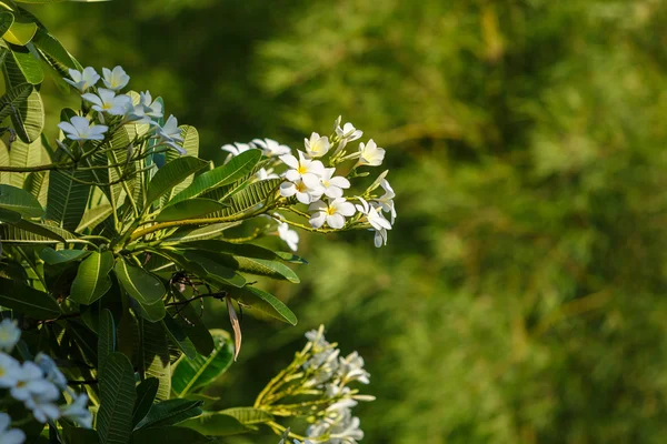 Bela flor de plumeria — Fotografia de Stock