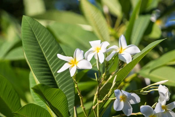 Kwiat piękny plumeria — Zdjęcie stockowe