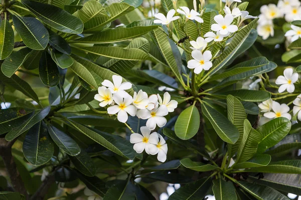 Bela flor de plumeria — Fotografia de Stock