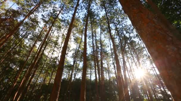 Bosque de pinos con luz solar y niebla — Vídeo de stock