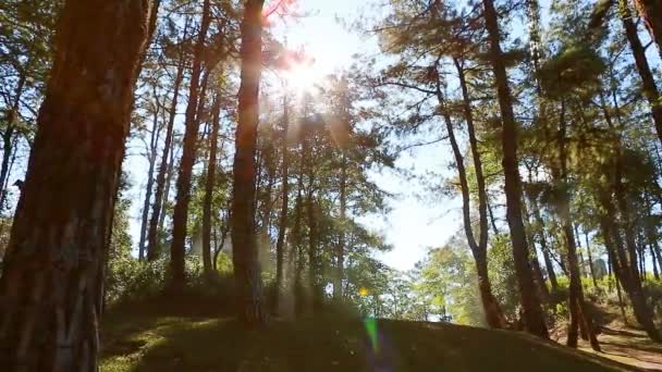Bosque de pinos con luz solar y niebla — Vídeo de stock