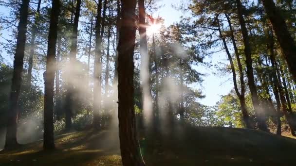 Bosque de pinos con luz solar y niebla — Vídeo de stock