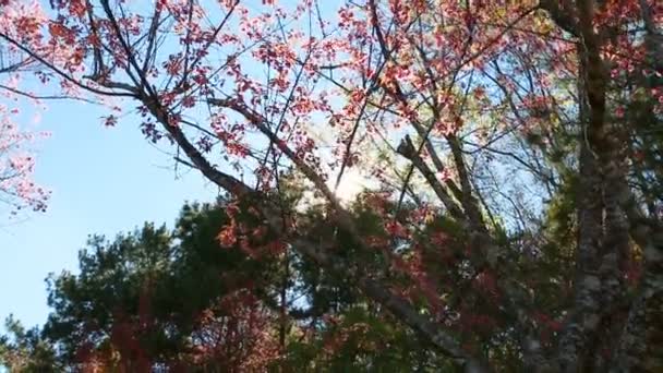 Flor selvagem da primavera da cereja do Himalaia — Vídeo de Stock