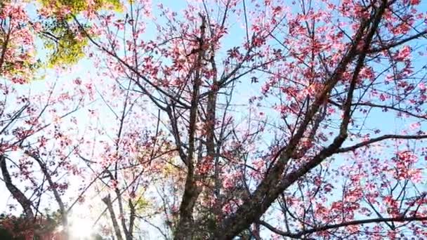 Flor selvagem da primavera da cereja do Himalaia — Vídeo de Stock