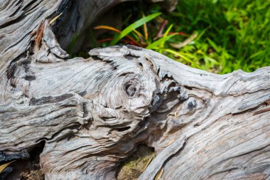 Dry wooden with char