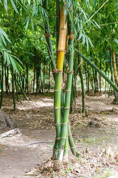 Bambu árvores fechar — Fotografia de Stock