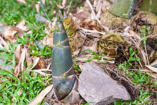 Dispara bambú de cerca — Foto de Stock