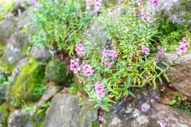 Çiçekli taş duvar