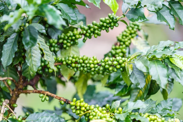 Bonen van de koffie plantage — Stockfoto