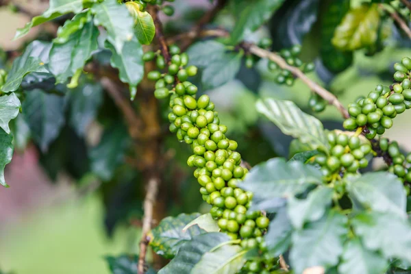 Bonen van de koffie plantage — Stockfoto