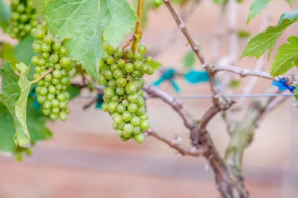 Ramo uvas jovens — Fotografia de Stock