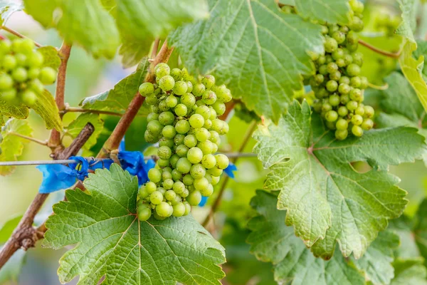 Ramo uvas jovens — Fotografia de Stock