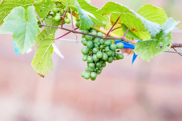 Ramo uvas jovens — Fotografia de Stock