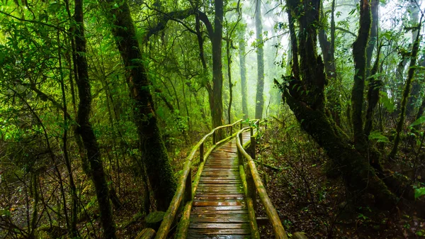 Moss ile ahşap köprü