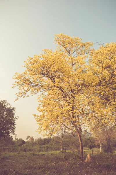 Yellow tabebuia spring blossom — Stock Photo, Image