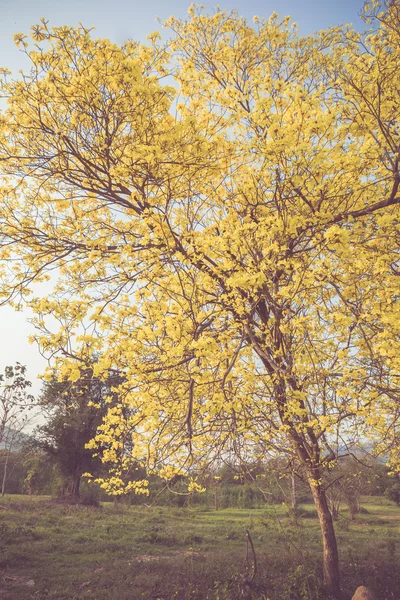 Yellow tabebuia spring blossom — Stock Photo, Image