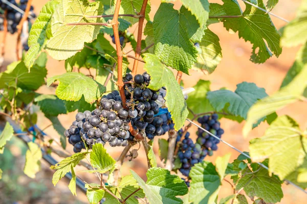 Branch young grapes — Stock Photo, Image