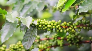 Kahve çekirdekleri ham saç ekimi