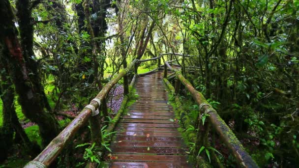 Ponte de madeira com musgo — Vídeo de Stock