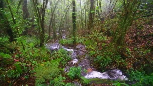 Дождевой лес с мхом — стоковое видео