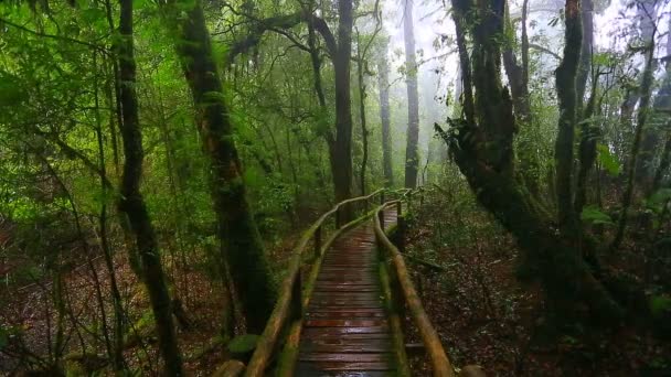 Ponte in legno con muschio — Video Stock