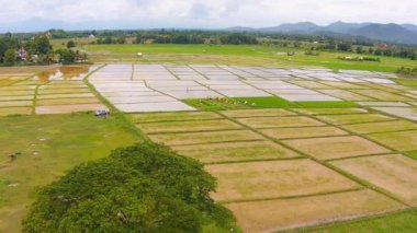 pirinç alan ve dağ manzaralı