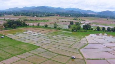 pirinç alan ve dağ manzaralı