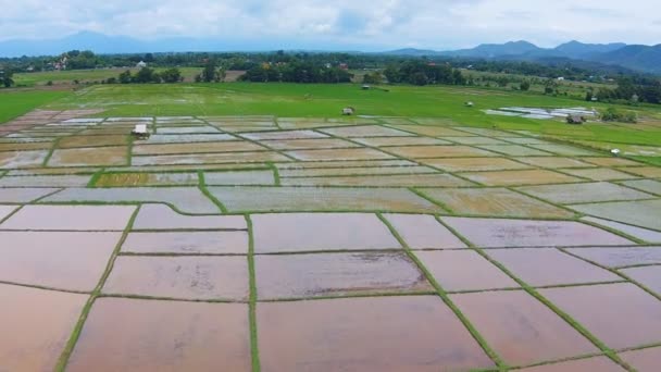 Campo de arroz y vista a la montaña — Vídeos de Stock