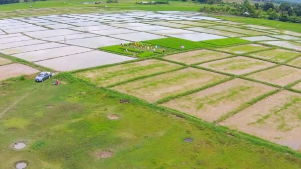 Rijst veld en bergzicht — Stockvideo