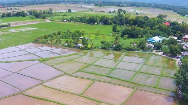 Campo de arroz y vista a la montaña — Vídeo de stock