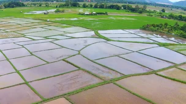 Rijst veld en bergzicht — Stockvideo