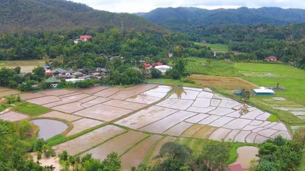 Campo de arroz y vista a la montaña — Vídeos de Stock