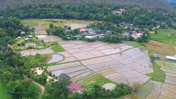 Campo de arroz y vista a la montaña — Vídeos de Stock