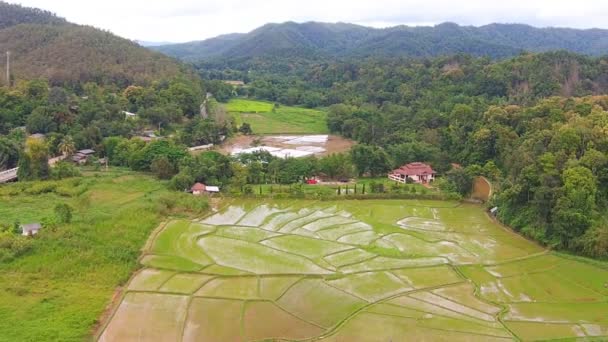 Campo de arroz y vista a la montaña — Vídeos de Stock