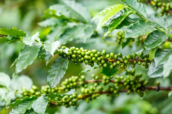 Koffiebonen ruwe plantage — Stockfoto