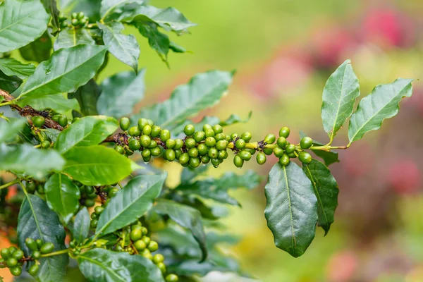Coffee beans raw plantation — Stock Photo, Image