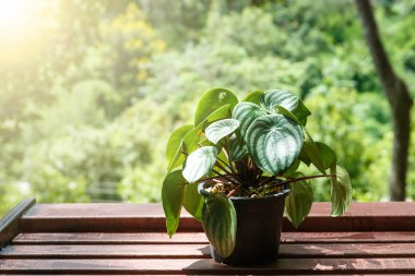 Yeşil kılıç Fern ağacının altında