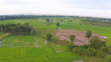 Hava atış pirinç alan