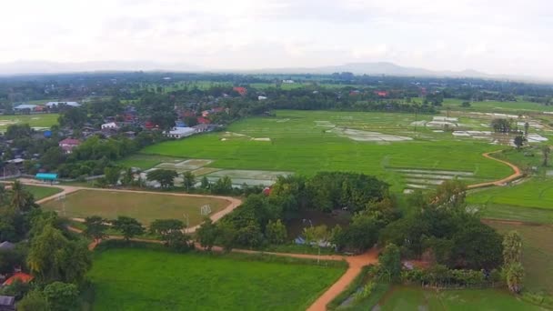 Aerial Shot Campo de arroz — Vídeo de stock